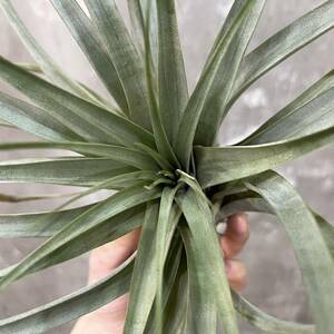 ［Pof］Tillandsia fasciculata x xerographica ティランジア・ファシキュラータ x キセログラフィカ