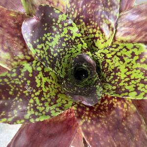 ［Pof］Neoregelia Lava Flow ネオレゲリア・ラヴァフロウ