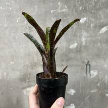 ［Pof］Neoregelia domino ネオレゲリア・ドミノ_画像1