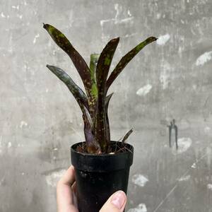 ［Pof］Neoregelia domino ネオレゲリア・ドミノ