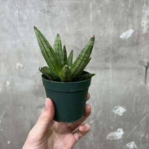 ［Pof］Sansevieria Hedgehog サンセベリア・ヘッジホッグ ②