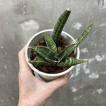 ［Pof］Sansevieria fischeri サンセベリア・フィッシェリー_画像3