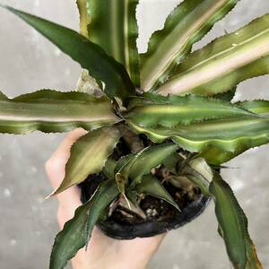 ［Pof］Cryptanthus sp. variegata クリプタンサス・sp. 斑入り