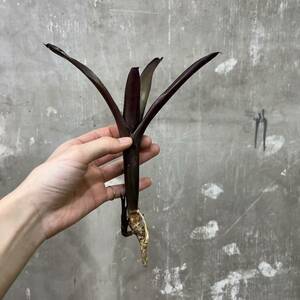 ［Pof］Neoregelia diablo negro ネオレゲリア・ディアブロネグロ