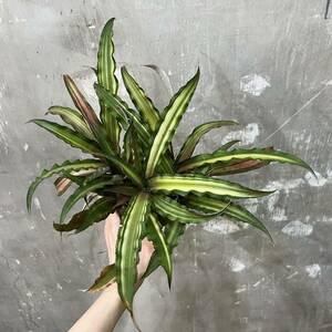 ［Pof］Cryptanthus sp. variegata クリプタンサス・sp. 斑入り