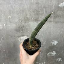 ［Pof］Sansevieria sp. Tanzania Arusha サンスベリア・タンザニア・アルシャ_画像1