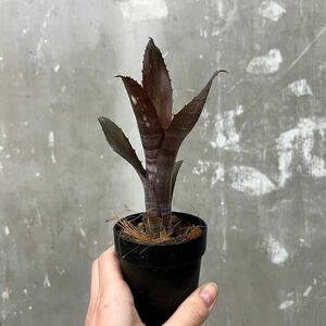 ［Pof］Billbergia Smoke Stack ビルベルギア・スモークスタック①