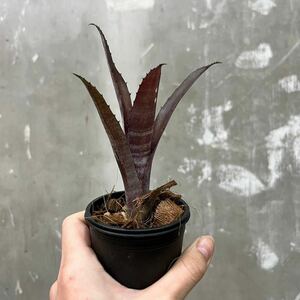 ［Pof］Billbergia Smoke Stack ビルベルギア・スモークスタック②