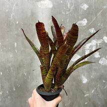 ［Pof］Neoregelia Hot Flash ネオレゲリア・ホットフラッシュ①_画像2