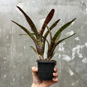 ［Pof］Neoregelia Hot Flash ネオレゲリア・ホットフラッシュ②