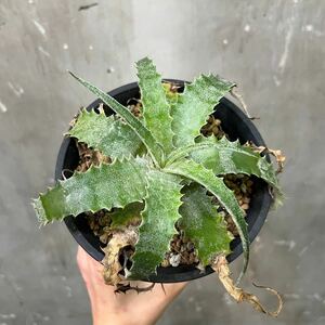 ［Pof］Hechtia lanata seeding ヘクチア・ラナータ・実生①