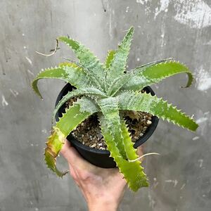 ［Pof］Hechtia lanata seeding ヘクチア・ラナータ・実生②