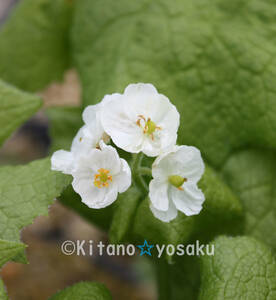 山荷葉(サンカヨウ）透明の花？ ◇メギ 科 4寸ポリポット栽培　第４種郵便は単品発送！（１個１梱包のみ）