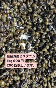 琵琶湖産　ヒメタニシ　タニシ 1キロ 900円、