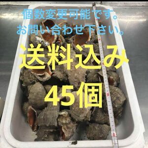 赤ニシ貝　貝殻　45個　にし貝殻