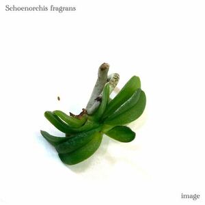 ショエノルキス フラグランス 苗 (着生ラン schoenorchis fragrans)