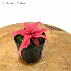 クリプタンサス ビッタータス 'ノビスター' 2寸 (ブロメリア ビビッタータス Cryptanthus bivittatus 'Novistar')