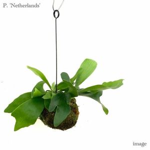 コウモリラン 'ネザランズ' 苔玉 (ビカクシダ ビフルカツム ネザーランド Platycerium bifurcatum 'Netherlands')