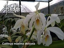 C. maxima delicata sib HTP944 洋蘭 原種_画像1
