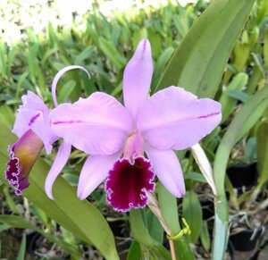 C. percivaliana HTP1030 pincelada x 'Karen Graff' 洋蘭 原種