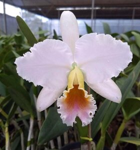 C. percivaliana HTP840 tipo xxx x carnea 洋蘭 原種