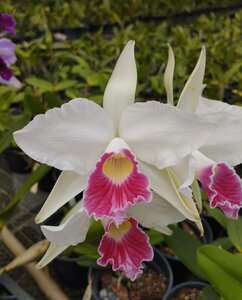 C. purpurata f. carnea x sib (Carlos Gomes x Gramado Budny) 洋蘭 原種