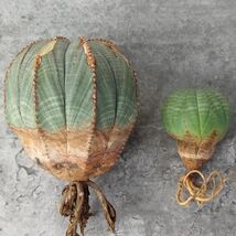 【B4200】【S級極上特選大株！！】ユーフォルビア オベサ Euphorbia obesa ( 検索 アガベ 塊根植物 パキポディウム 多肉植物 )_画像3