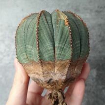 【B4200】【S級極上特選大株！！】ユーフォルビア オベサ Euphorbia obesa ( 検索 アガベ 塊根植物 パキポディウム 多肉植物 )_画像5