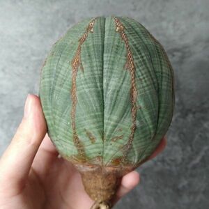 【B4215】SS級11.5㎝ over！！【極上特選大株！！】ユーフォルビア オベサ Euphorbia obesa ( 検索 アガベ 塊根植物 多肉植物 )