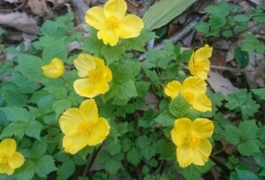 山野草　ヤマブキソウ（山吹草）、10株。春の山を彩る黄色い鮮やかな花。（花の苗）9！
