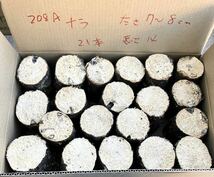 208 A 柔らか　 レア　ナラ　21本　　　太さ7〜8cm 　長さ約14 cm 椎茸原木　産卵木　千葉県　_画像1