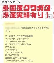 307 クヌギのみ　 規格外　 長さ12〜14cm 超柔らか過ぎや他昆虫穴あり黒ずみ　など　産卵木 _画像3