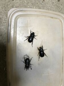 千葉県流山市産　コカブトムシ　3ペア