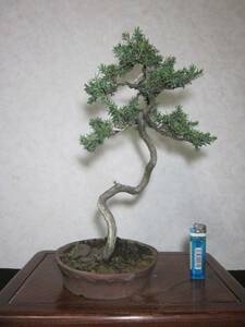  rare old tree feeling on . elegant . pattern exhibition also ... pine manner .. writing person tree bring-your-own. . manner bonsai height of tree 37 centimeter ( ground . from 31 centimeter ) pot is ..