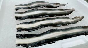  domestic production eel 4 tail set Mikawa one color production free shipping 