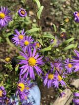 花種　紫苑　シオン　紺菊　宿根　紫　花殻2個　北海道より_画像1