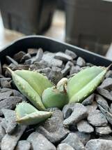 【mt.fuji産発根済み子株】USダイヤモンド　アガベ　チタノタ　狂刺　AGAVE TITANOTA 【mr.kusamura】_画像7