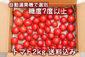 【送料込】糖度7度以上のトマト 2kg　自動選果機で選別　沖縄県産