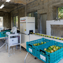 糖度7度以上のトマト2kg　自動選果機で選別 農家発送 沖縄産とまと【送料込】_画像3