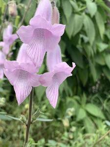 ケラトテカ　トリロバ　ピンク　種　30粒　ワイルドフォックスグローブ