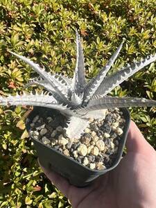 Q dyickia ディッキア　ML × T-Rex マルニエルラポストレイ 