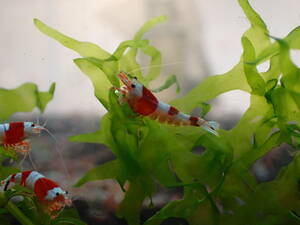  Red Bee Shrimp 7 pcs # bee shrimp # Cherry shrimp 