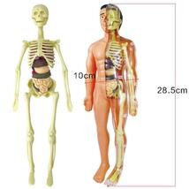人体模型 知育玩具　パズル　解剖 教育 教材　骨格 フィギュア モデル人形_画像2
