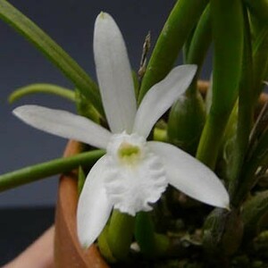 7055【花付き株】カトレア ルンディー アルバ ‘コチア’　②　C.lundii var. alba ‘Cotia’ 洋蘭 原種 (1338-22997)