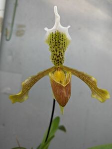 7020【花付き株】パフィオペディラム インシグネ シルヘテンセ Paph.insigne var. sylhetense 洋蘭 原種 (2877-81609)