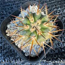 Copiapoa sp 実生 （黒王丸×カルデナラ） （cinerea×calderana）_画像5