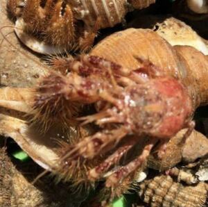 石鯛　釣り餌　冷凍　ヤドカリ　60匹　クール便