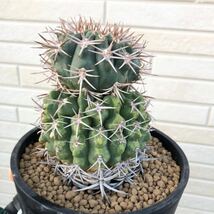 Gymnocalycium hybopleurum var.ferocior ギムノカリキウム　フェロシオール　実生　サボテン　多肉　独特　個性_画像3