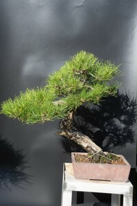 [Akamatsuen] Bonsai ★ Akamatsu 4 ★