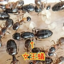【レア蟻】ヤマヨツボシオオアリ　女王8匹+ワーカー50匹くらい+幼虫 ③_画像2